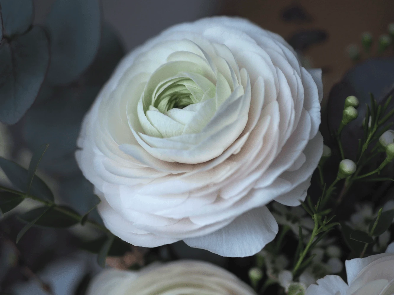 Close-up image of a ranunculus flower
